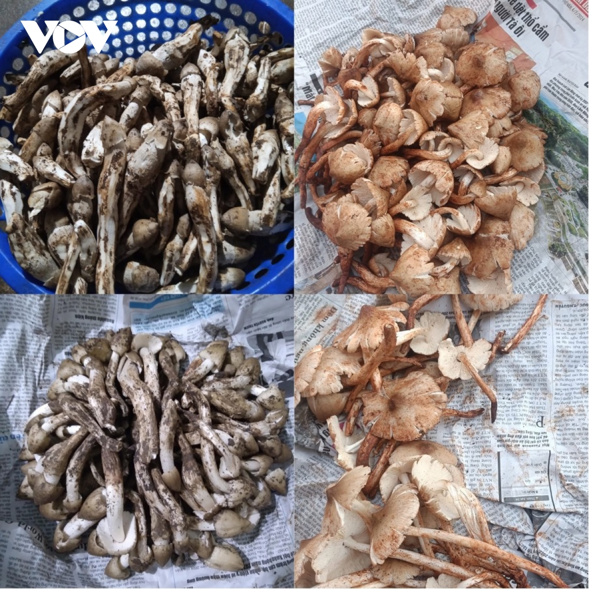 Vàng "nâu" của Đồng Nai được săn lùng, giá hơn 1 triệu đồng/kg