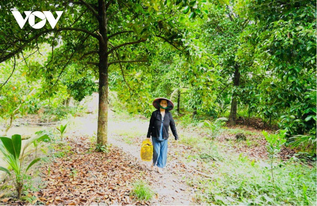 măng cụt mất mùa, giá cao nhưng nông dân vẫn thiệt kép hình ảnh 3 mang cut mat mua, gia cao nhung nong dan van thiet kep hinh anh 3