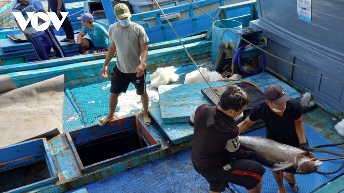 Export decline clouds outlook for Vietnamese tuna in second half