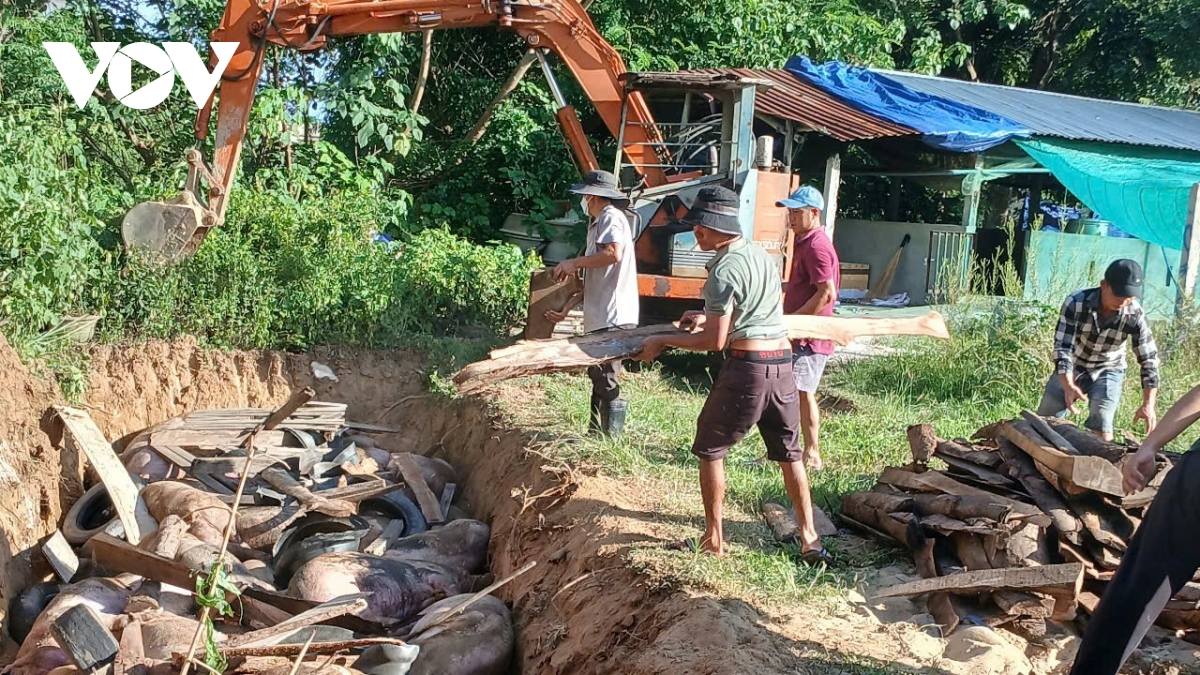 Gia Lai tập trung kiểm soát dịch tả lợn châu Phi