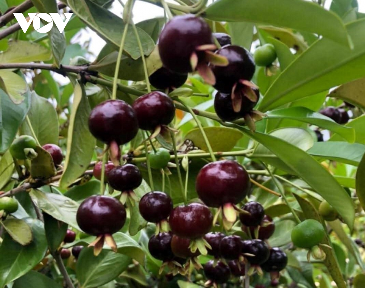 Du lịch kết hợp trang trại tại vùng cao Khánh Hòa