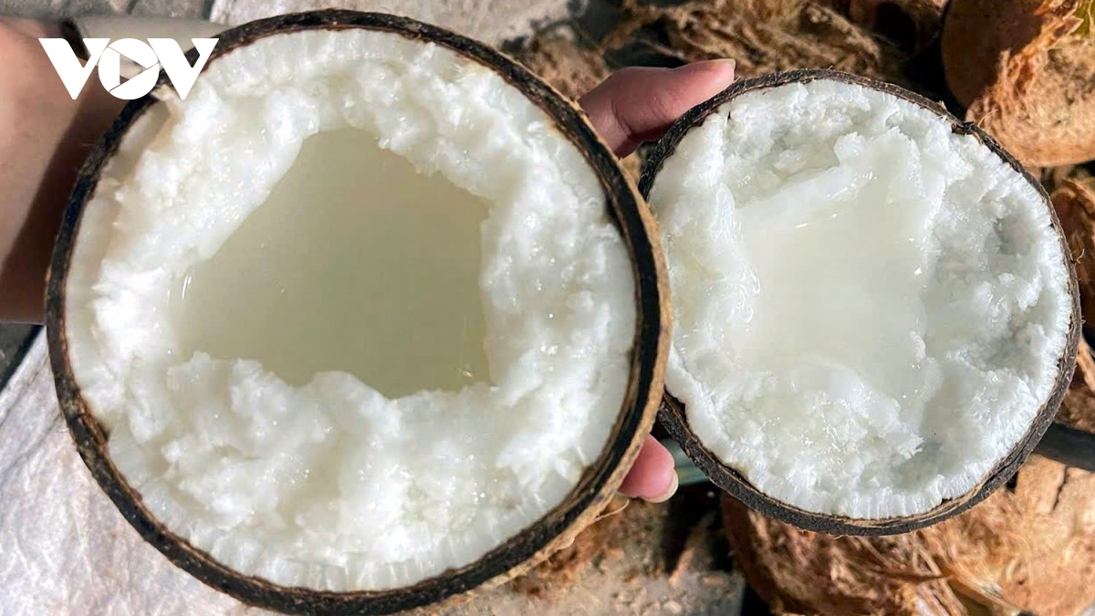 dừa sáp vĩnh long mang lại giá trị xuất khẩu trên 1 tỷ usd năm hình ảnh 1 dua sap vinh long mang lai gia tri xuat khau tren 1 ty usd nam hinh anh 1