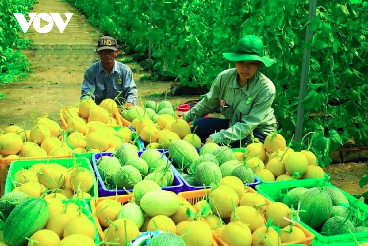 Singapore trade event to strengthen foothold of Vietnamese fruit, vegetables