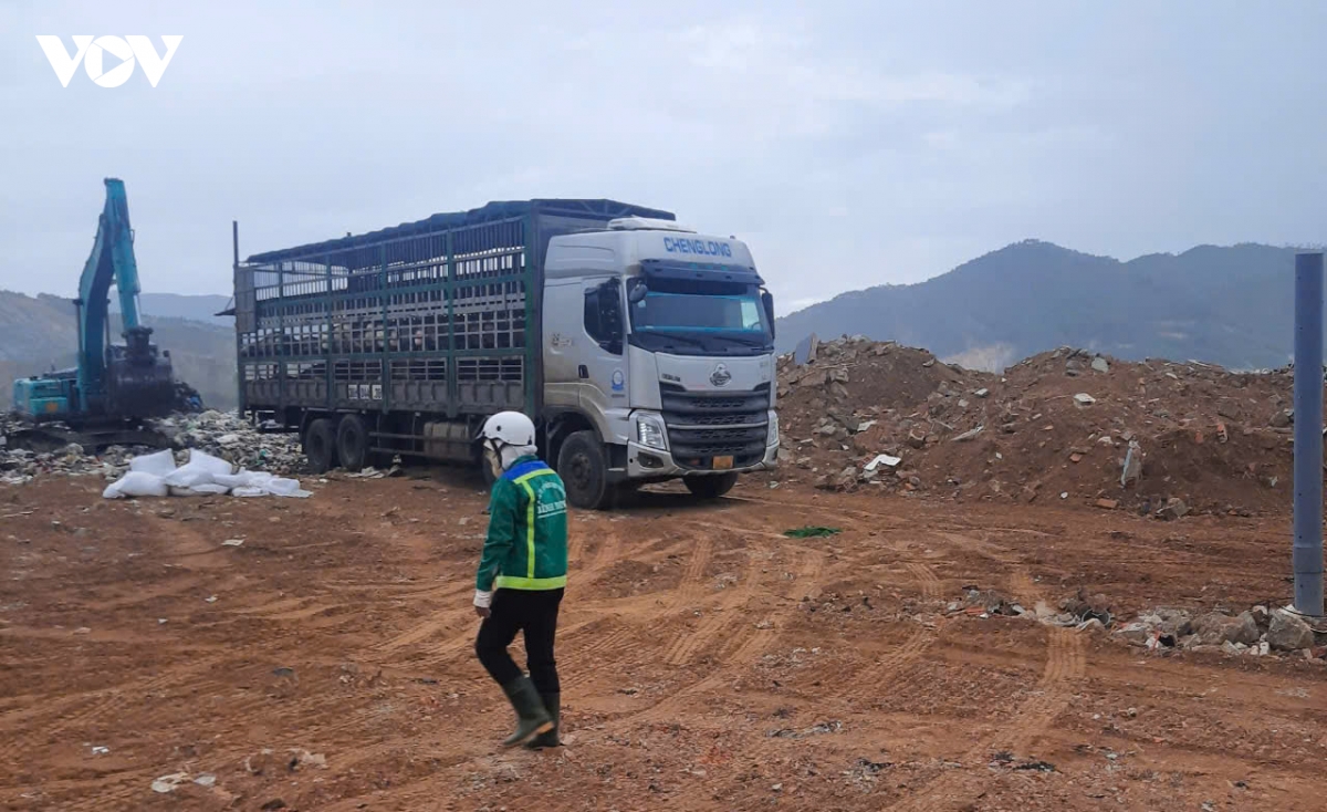 gia lai tieu huy khan cap 54 con lon nghi nhiem benh hinh anh 1