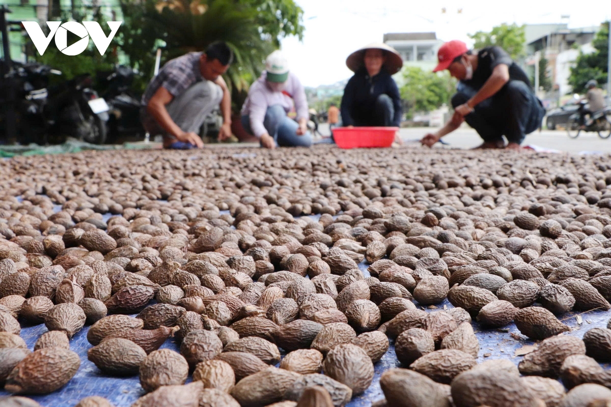 Đà nẵng, tăng cường công tác bảo vệ rừng trong mùa khai thác ươi hình ảnh 1 Da nang, tang cuong cong tac bao ve rung trong mua khai thac uoi hinh anh 1
