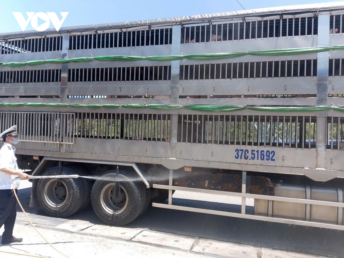 Gia Lai thành lập 4 chốt kiểm soát dịch bệnh động vật liên ngành