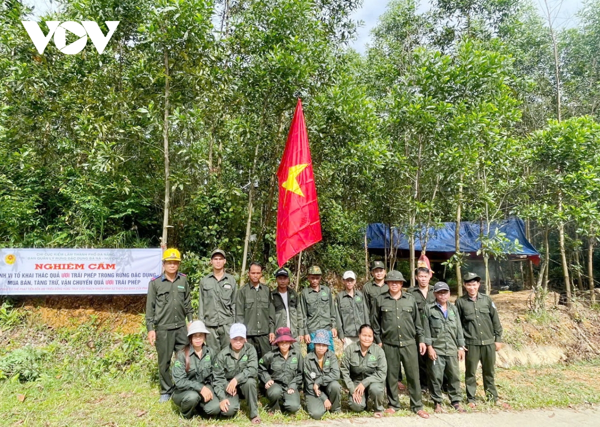 Đà nẵng, tăng cường công tác bảo vệ rừng trong mùa khai thác ươi hình ảnh 4 Da nang, tang cuong cong tac bao ve rung trong mua khai thac uoi hinh anh 4