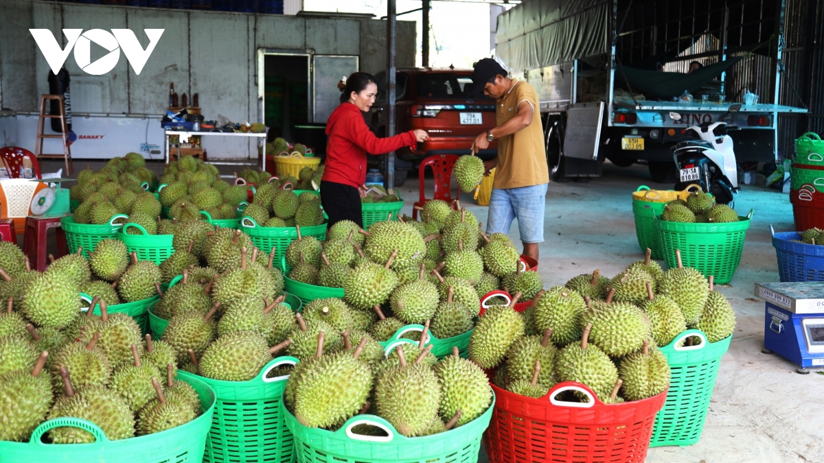 Khánh Hòa tìm hướng xuất khẩu sầu riêng Khánh Sơn