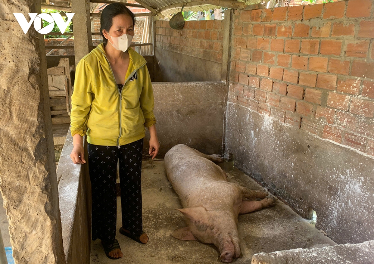 quảng ngãi khẩn trương ngăn chặn dịch tả heo châu phi hình ảnh 3 quang ngai khan truong ngan chan dich ta heo chau phi hinh anh 3