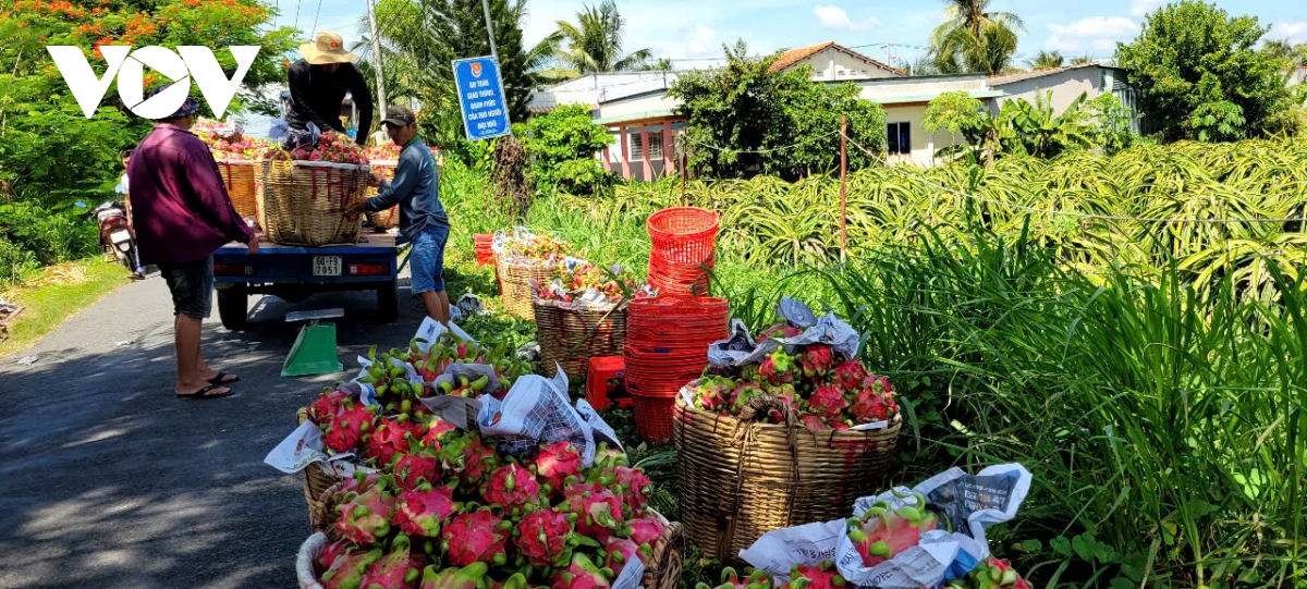 trai thanh long gia cham day, nha vuon Dong thap cat bo trai non hinh anh 1