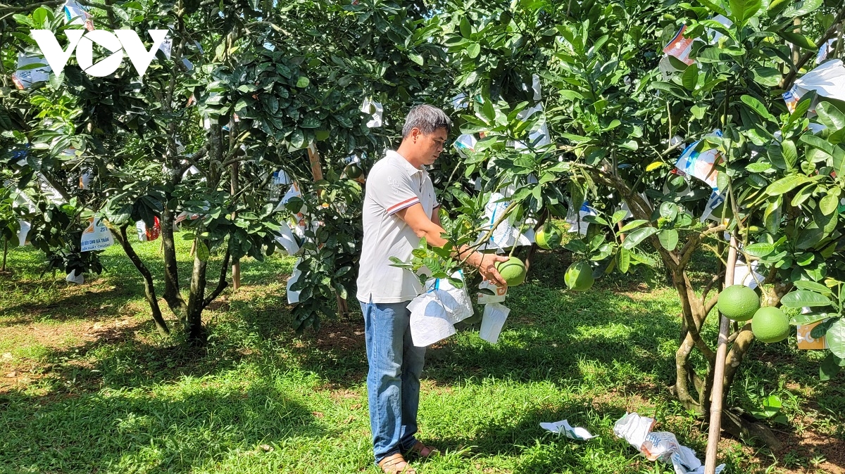 phát triển sản xuất cây ăn quả phục vụ nội tiêu và xuất khẩu hình ảnh 1 phat trien san xuat cay an qua phuc vu noi tieu va xuat khau hinh anh 1