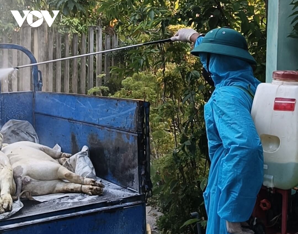 bùng phát dịch tả heo châu phi tại phường quảng phú, Đà nẵng hình ảnh 3 bung phat dich ta heo chau phi tai phuong quang phu, Da nang hinh anh 3