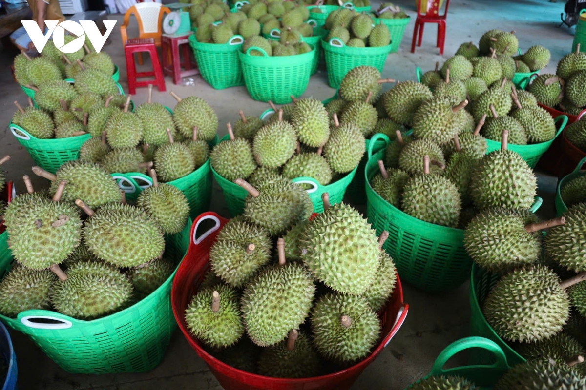 khánh sơn phát triển bền vững thương hiệu sầu riêng hình ảnh 2 khanh son phat trien ben vung thuong hieu sau rieng hinh anh 2