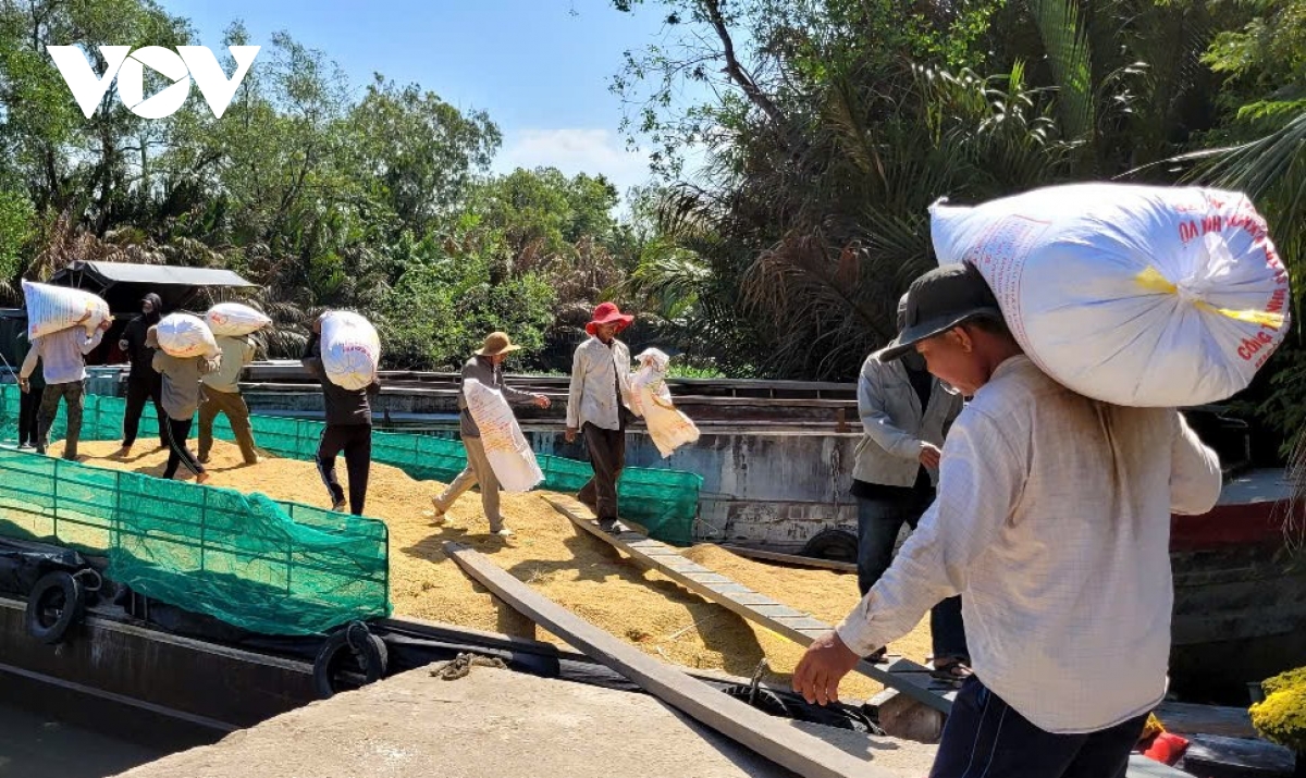 giá lúa hè thu vùng Đbscl đang ở mức thấp, nhà nông không có lãi hình ảnh 2 gia lua he thu vung Dbscl dang o muc thap, nha nong khong co lai hinh anh 2