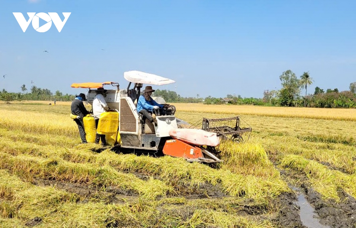 Giá lúa Hè thu vùng ĐBSCL đang ở mức thấp, nhà nông không có lãi