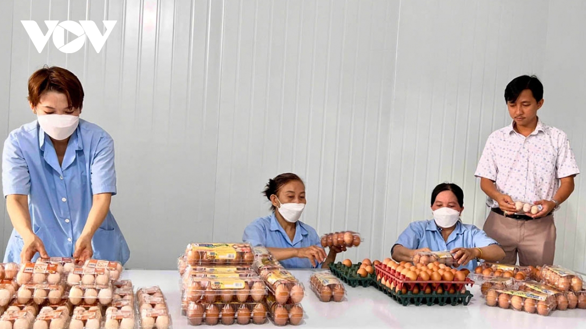 giá trứng gà tăng cao, người chăn nuôi ở Đồng tháp phấn khởi hình ảnh 2 gia trung ga tang cao, nguoi chan nuoi o Dong thap phan khoi hinh anh 2
