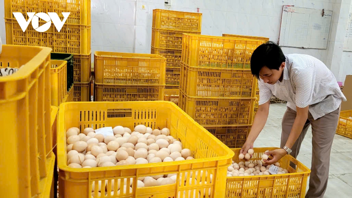 Giá trứng gà tăng cao, người chăn nuôi ở Đồng Tháp phấn khởi