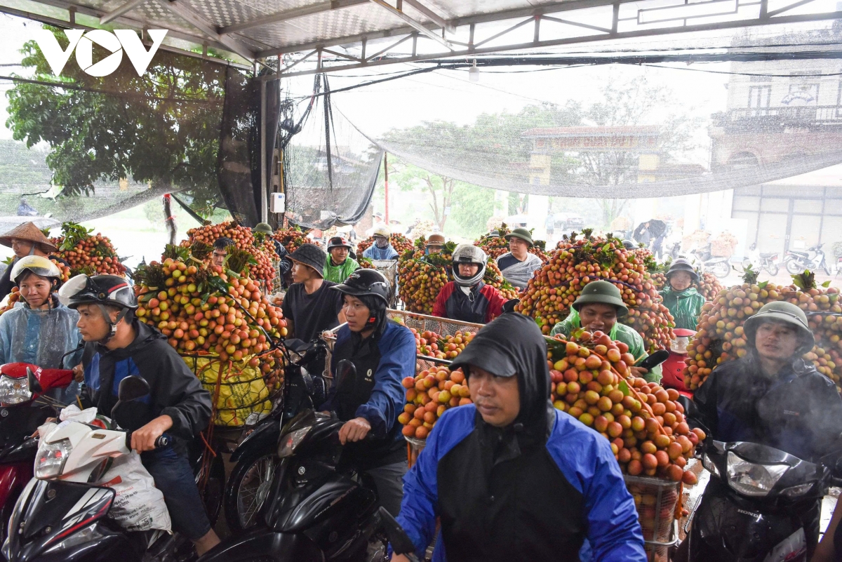 hơn 180 nghìn tấn vải thiều ở bắc ninh đã được tiêu thụ hình ảnh 3 hon 180 nghin tan vai thieu o bac ninh da duoc tieu thu hinh anh 3