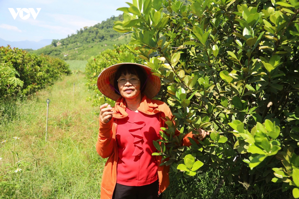 phat trien du lich mien nui khanh hoa dua vao van hoa ban dia va kinh te vuon hinh anh 1
