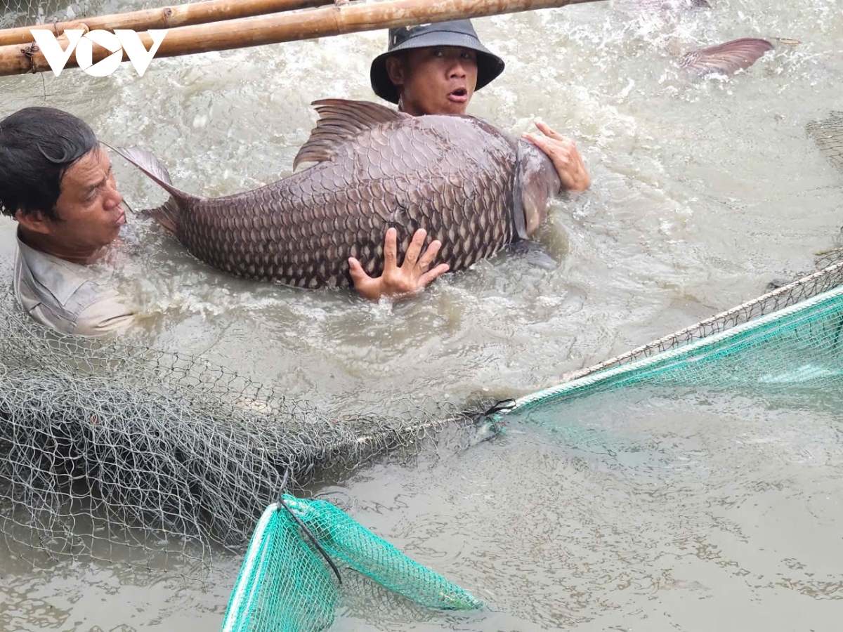 tỷ phú cá hô ở miền tây hình ảnh 3 ty phu ca ho o mien tay hinh anh 3