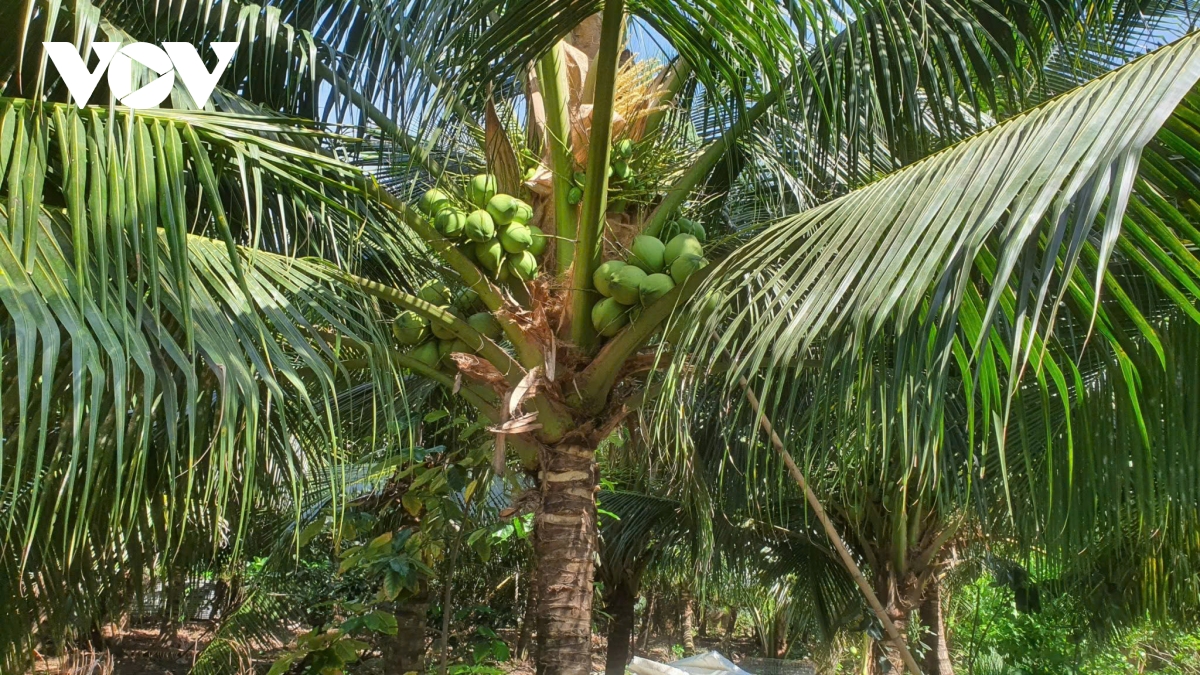 Đồng Tháp: Diện tích cây dừa tăng lên, nông dân thận trọng khi trồng ồ ạt