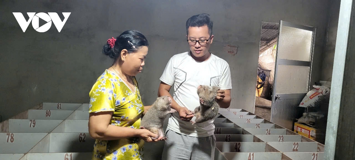 Nuôi con dúi sinh sản - mô hình khởi nghiệp thành công