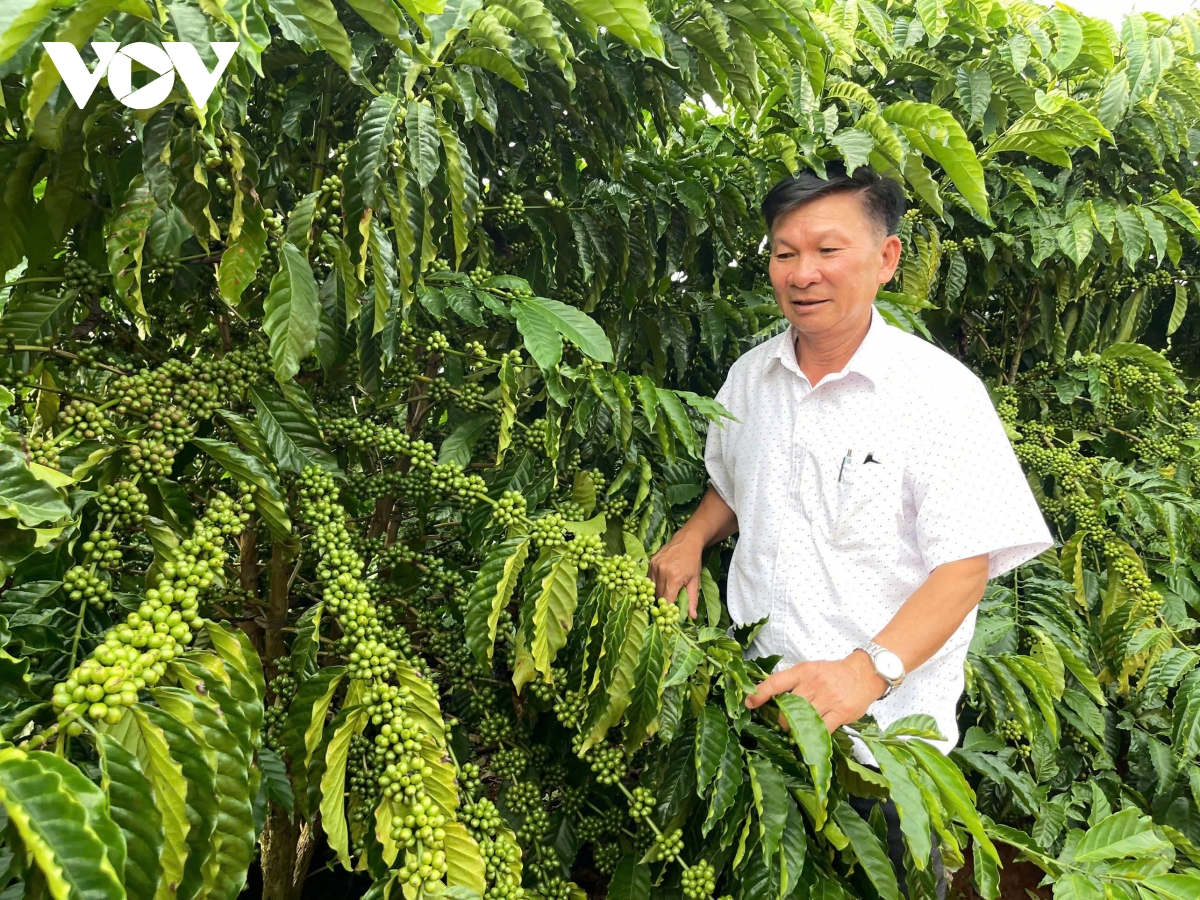 xa gao gia lai phat huy truyen thong anh hung de vuon len manh me hinh anh 2