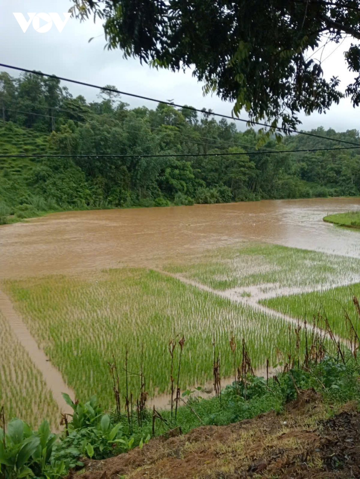 nuoc song suoi o son la dang cao do mua lon keo dai, thuy dien phai xa lu hinh anh 2