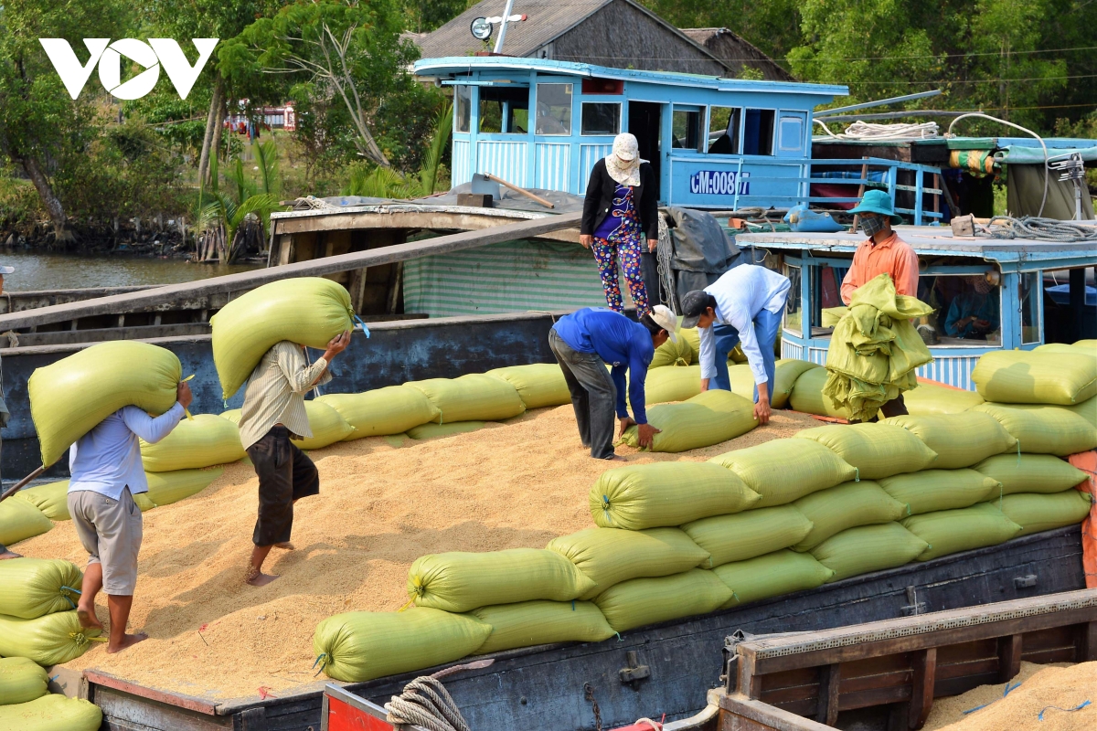 ca mau san xuat hon 314.000ha lua, san luong dat hon 1,8 trieu tan hinh anh 1