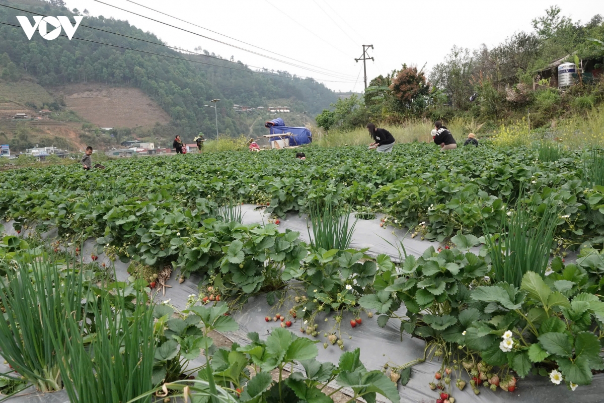 Dong bao cac dan toc tay bac - sang tao va lam giau tu loi the rieng hinh anh 4