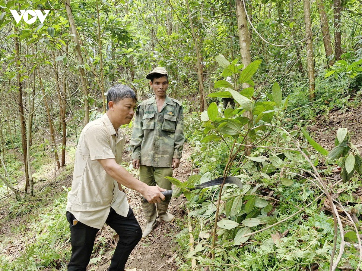 Da nang chu dong phong chong chay rung cao diem mua nang nong hinh anh 1