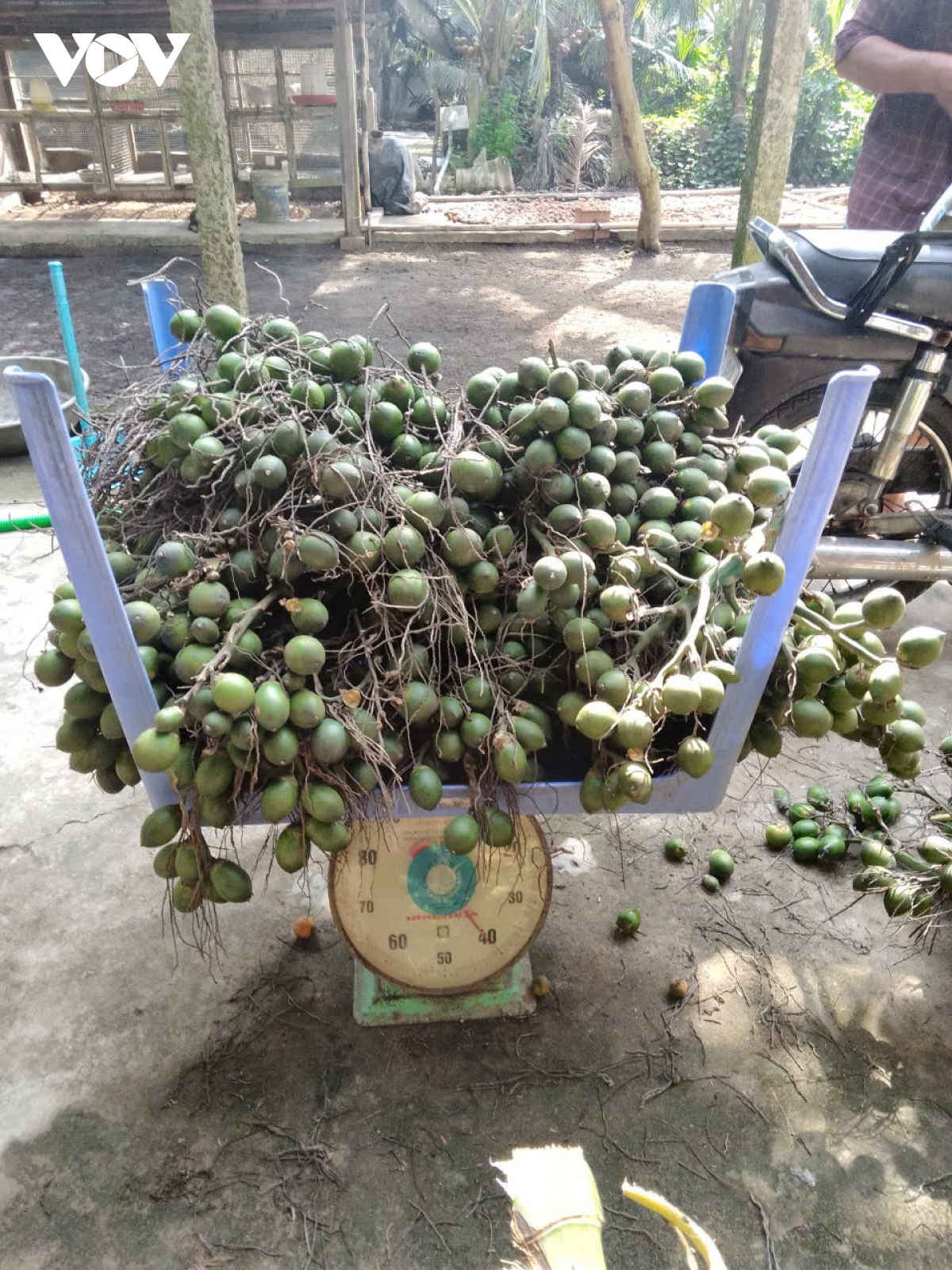 nong dan Dbscl co them thu nhap nho ban cau sang trung quoc hinh anh 2