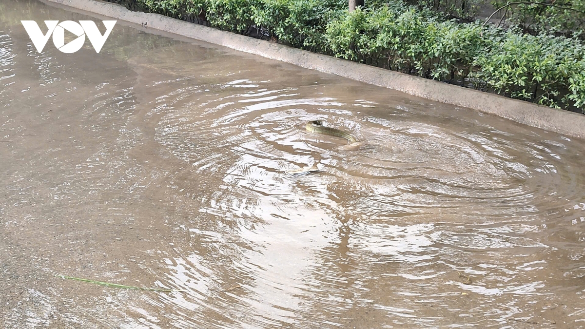 ba ngay sau mua lon, ha noi van co noi ngap sau khien xe cuu ho phai quay dau hinh anh 19