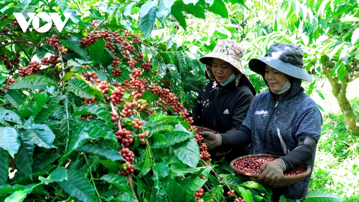 Nông hộ nhỏ - nhân tố quyết định để cà phê Việt Nam đáp ứng yêu cầu EUDR