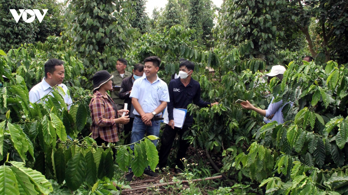 nong ho nho - nhan to quyet dinh de ca phe viet nam dap ung yeu cau eudr hinh anh 3