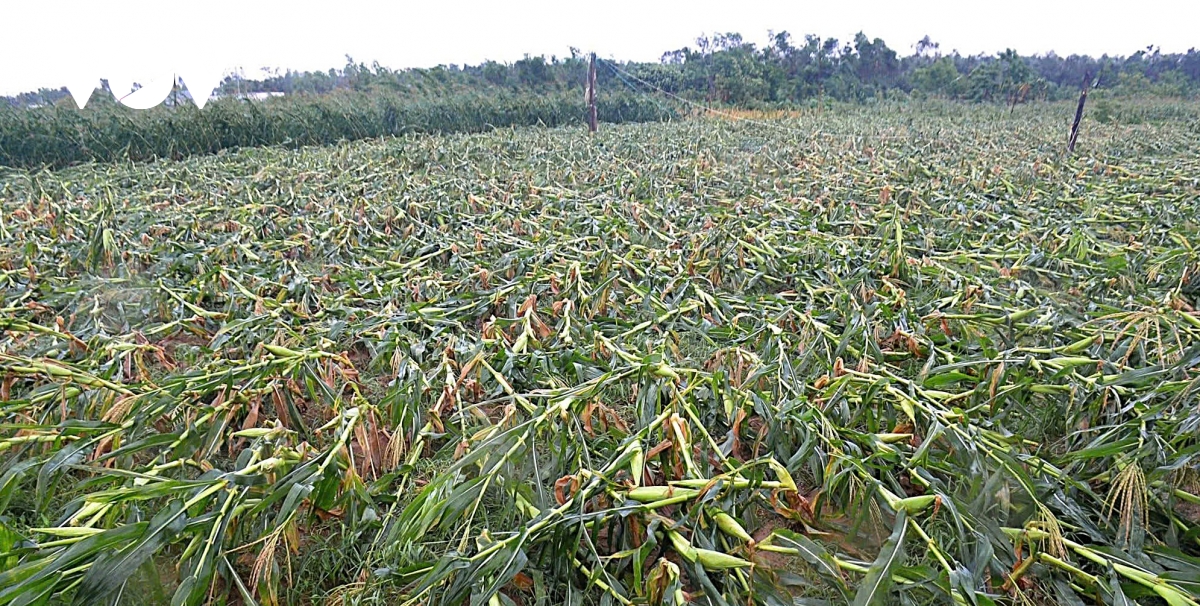 thiet hai ban dau do bao so 5 tai nghe an uoc tinh len toi 846 ty dong hinh anh 2