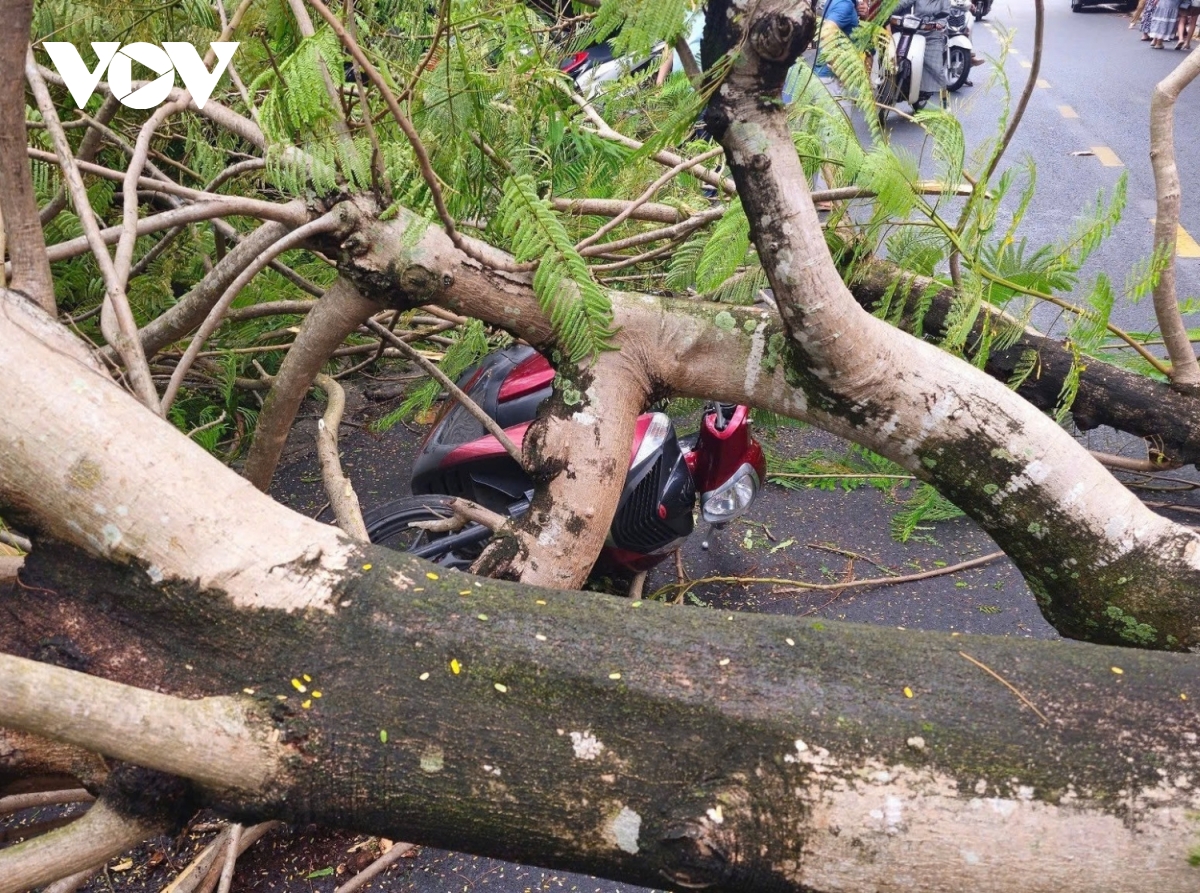 Cây phượng bật gốc đè 2 xe máy, 4 người thoát nạn trong gang tấc