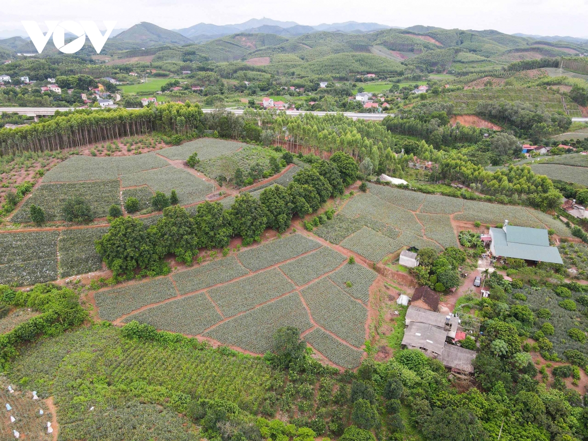 dua trai vu cho hieu qua kinh te cao hinh anh 1