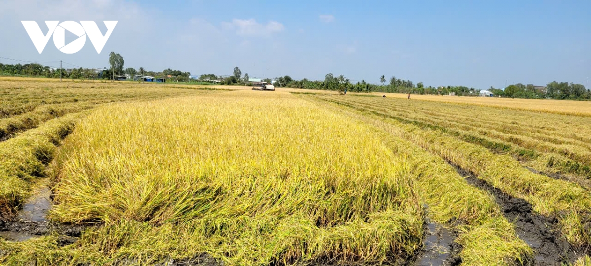 gia lua cuoi vu he thu lao doc, nong dan Dong thap khon kho hinh anh 1