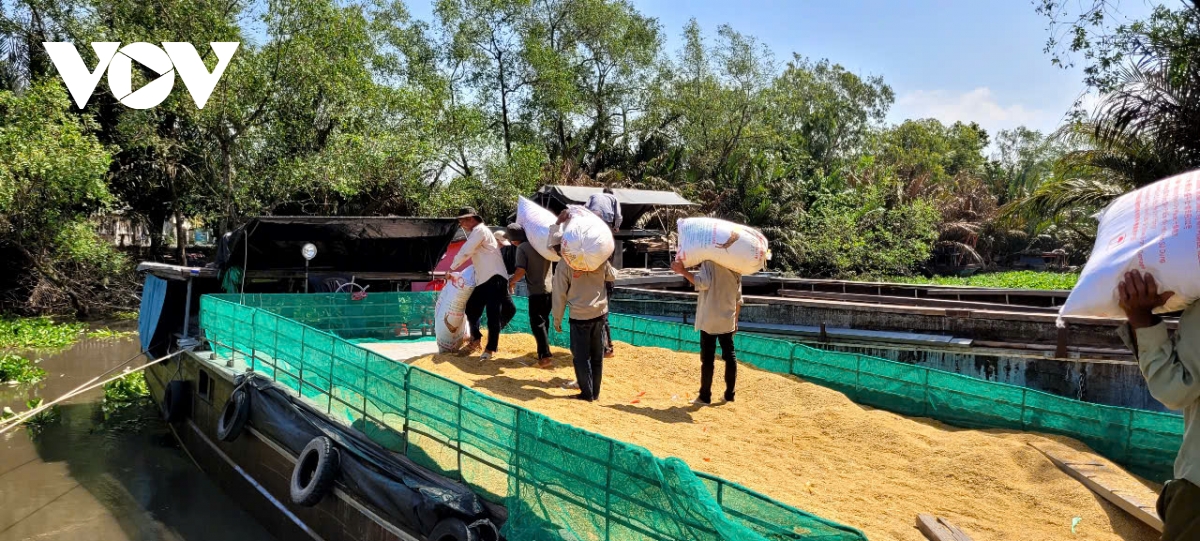 gia lua cuoi vu he thu lao doc, nong dan Dong thap khon kho hinh anh 3