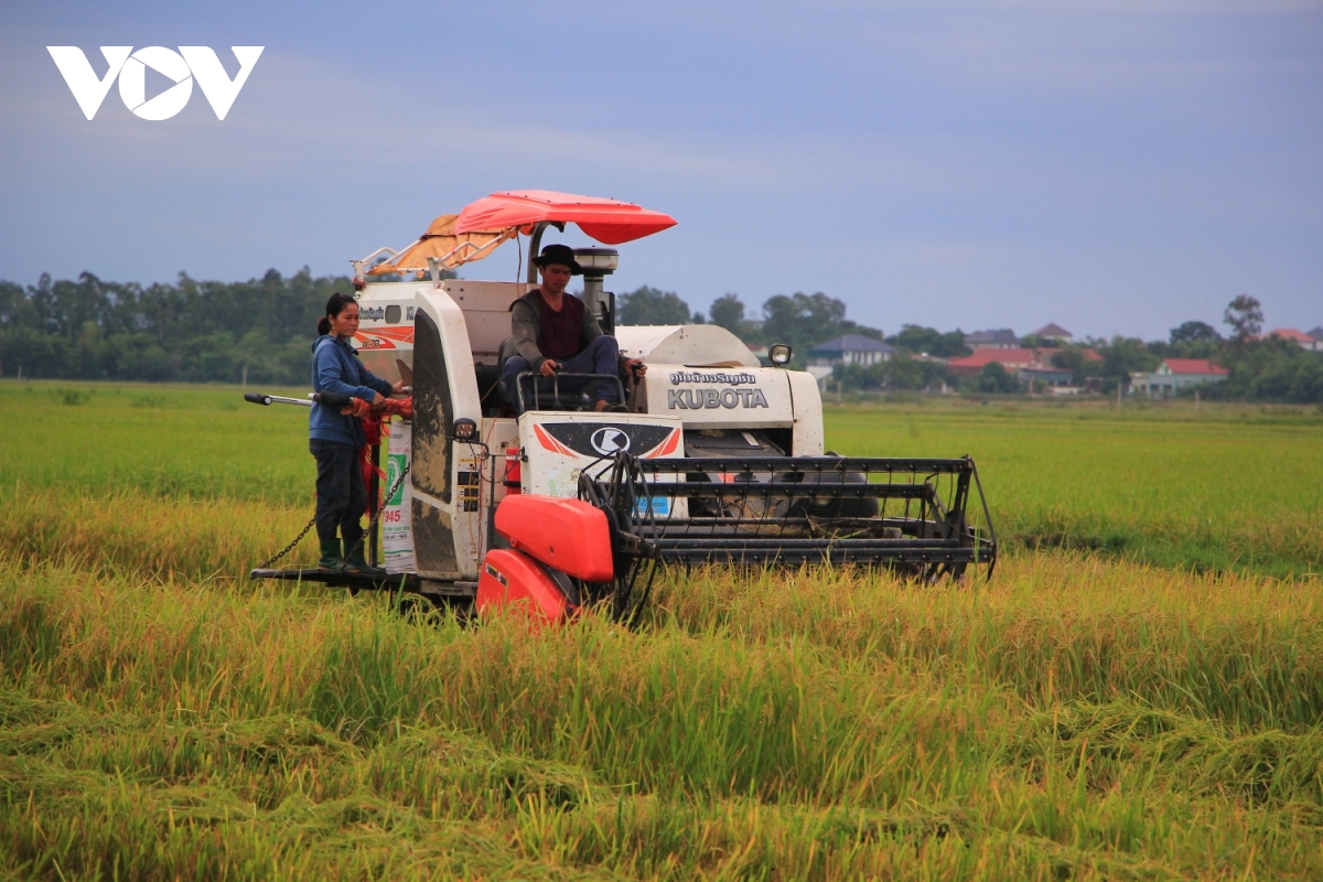 Nông dân Quảng Trị hối hả thu hoạch lúa chạy đua với bão số 5