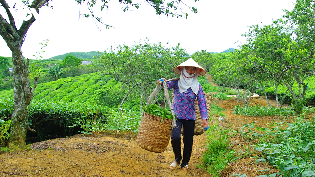 kham pha buc tranh cuoc song binh di, nen tho cua doi che moc chau hinh anh 14