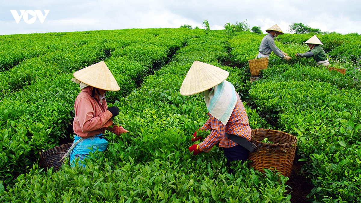 kham pha buc tranh cuoc song binh di, nen tho cua doi che moc chau hinh anh 8