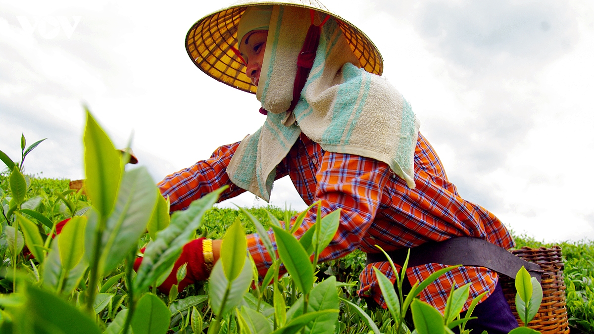 kham pha buc tranh cuoc song binh di, nen tho cua doi che moc chau hinh anh 9