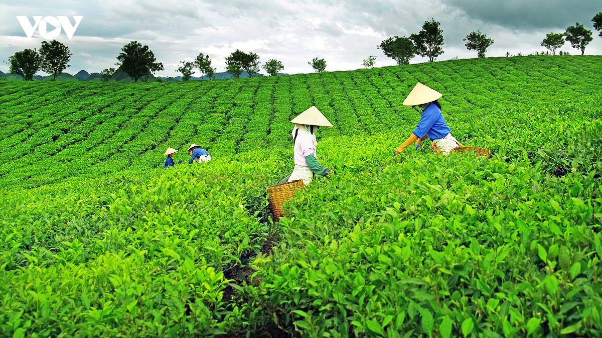 kham pha buc tranh cuoc song binh di, nen tho cua doi che moc chau hinh anh 6