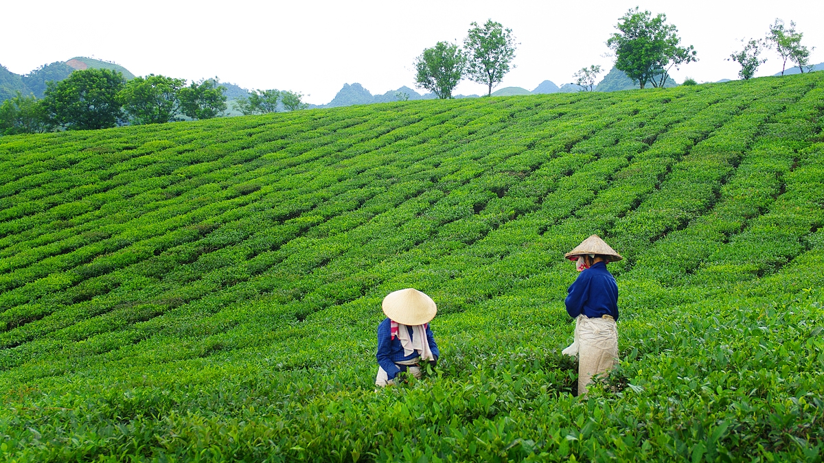kham pha buc tranh cuoc song binh di, nen tho cua doi che moc chau hinh anh 7