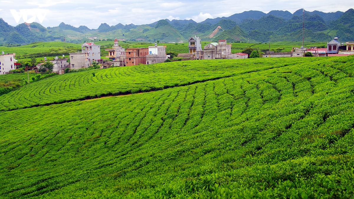 kham pha buc tranh cuoc song binh di, nen tho cua doi che moc chau hinh anh 5