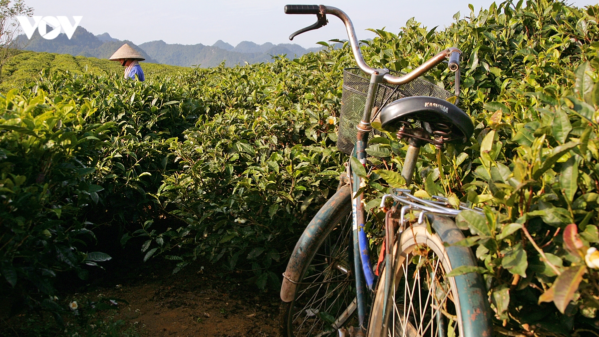 kham pha buc tranh cuoc song binh di, nen tho cua doi che moc chau hinh anh 12