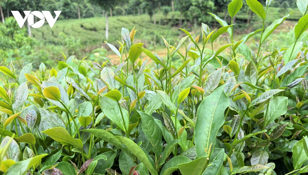 tu che ban ... den san pham ocop 4 sao hinh anh 3