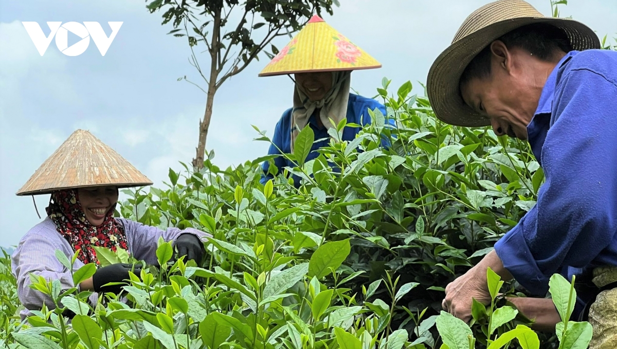 tu che ban ... den san pham ocop 4 sao hinh anh 5